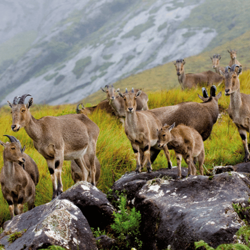 Eravikulam National Park