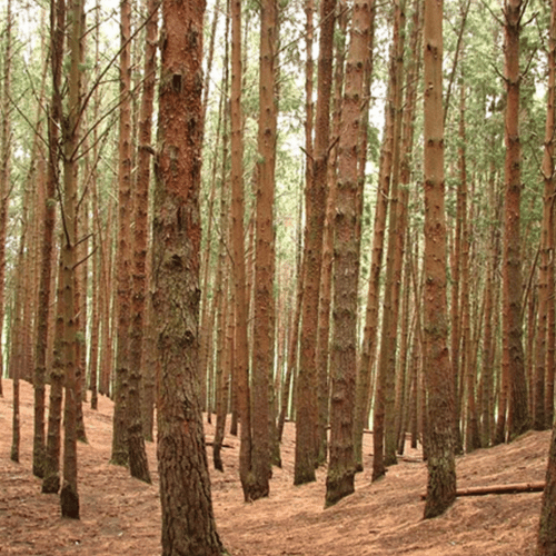 Pine Forest