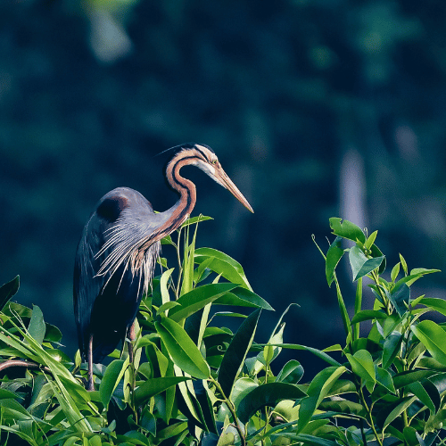 Kumarakom-Bird-Sanctuary